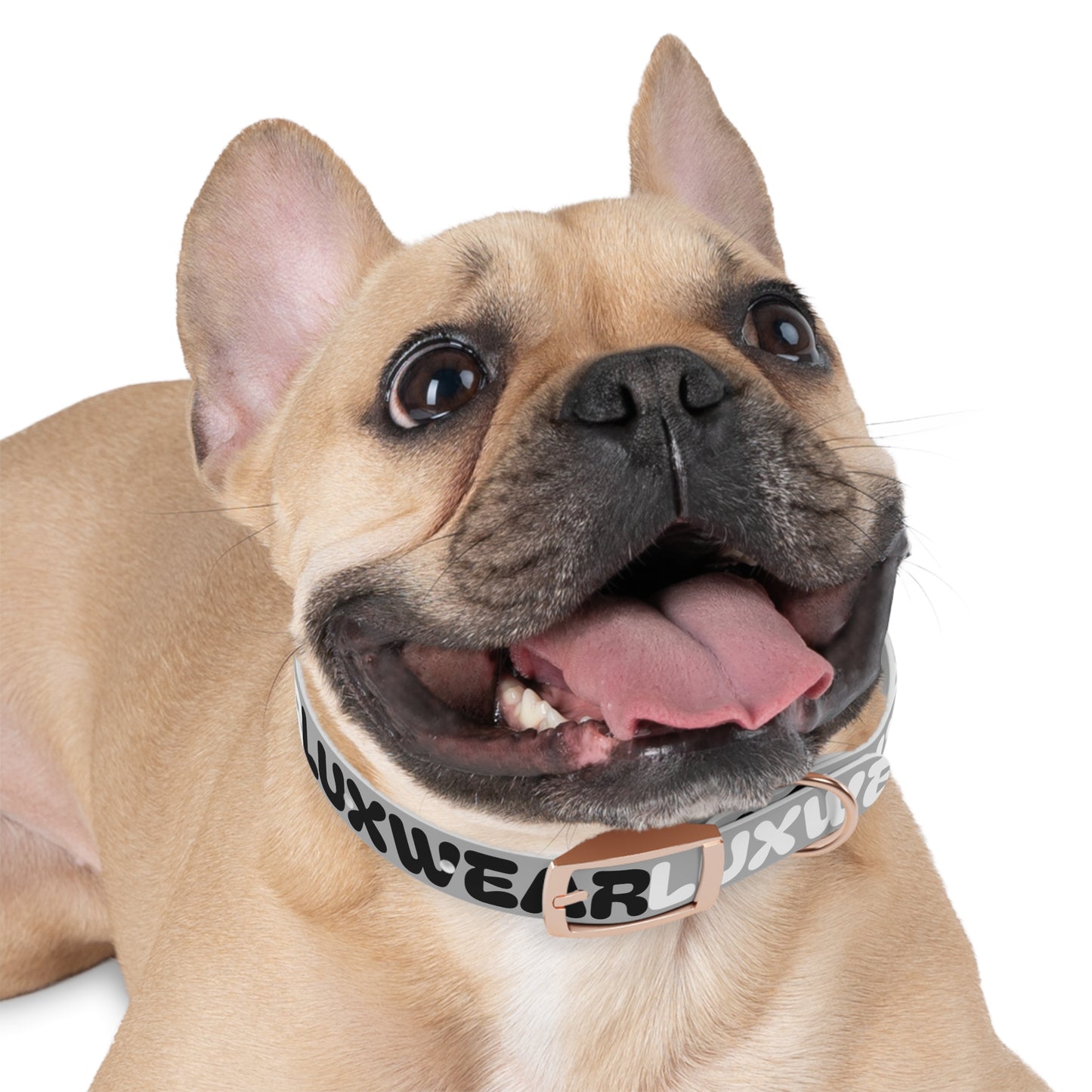 Stylish Dog Collar with Modern Design for Fashion-Forward Pets