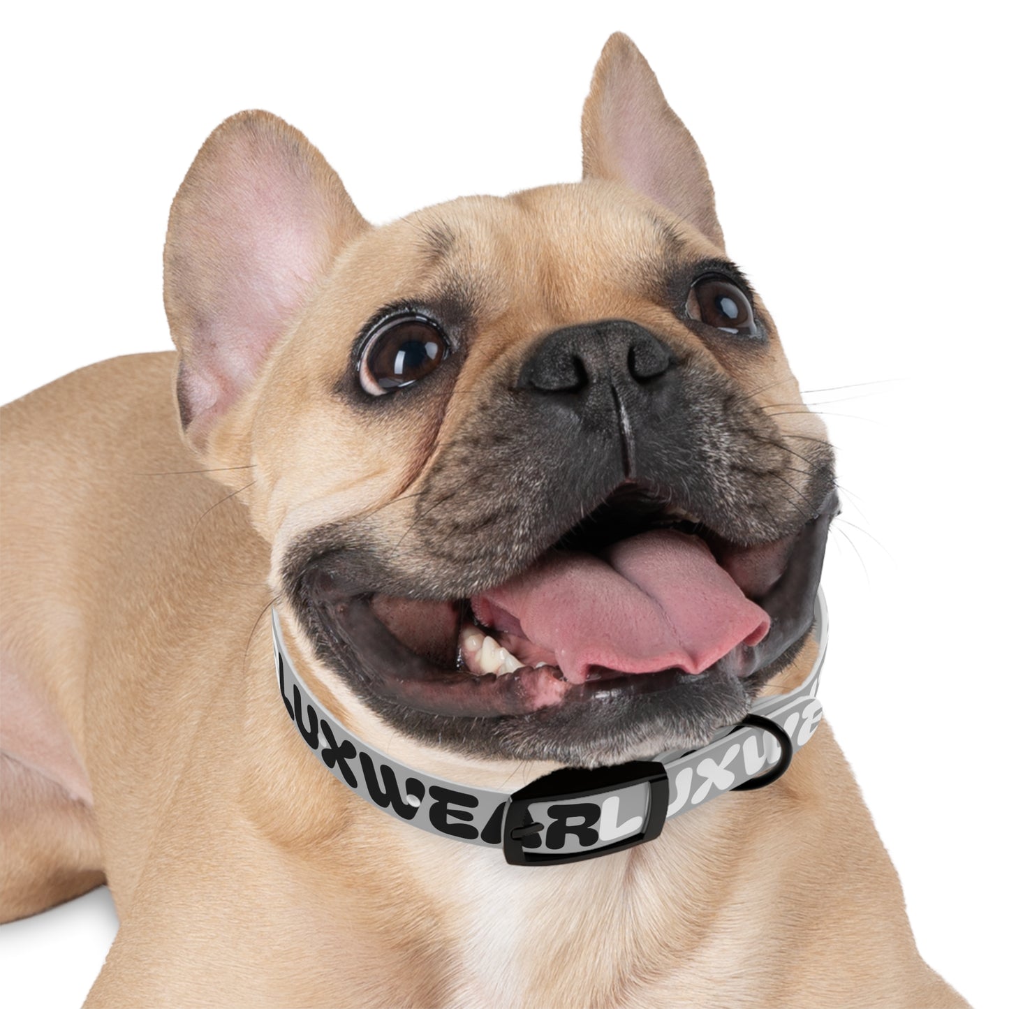 Stylish Dog Collar with Modern Design for Fashion-Forward Pets